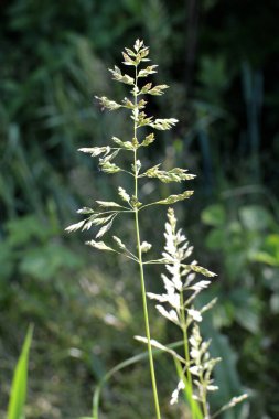 Çayırlarda, yabani otların arasında Poa büyüyor..
