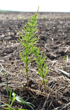 At kuyruğu tarlası (Equisetum arvense) vahşi doğada yetişir..