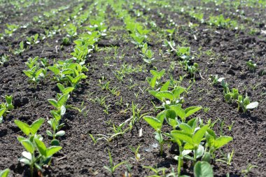 Bir tarlada taze soya fasulyesi fideleri 