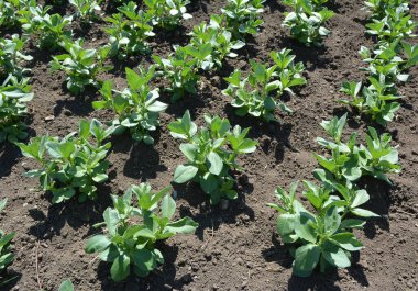 Baharda, genç At Fasulyesi (Vicia Faba) bir tarlada yetişir.