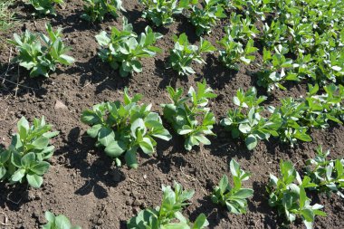Baharda, genç At Fasulyesi (Vicia Faba) bir tarlada yetişir.