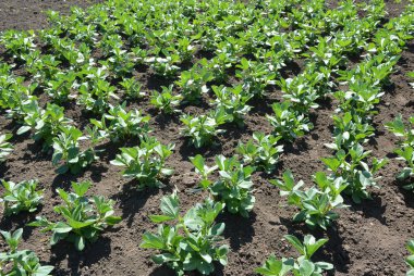 Baharda, genç At Fasulyesi (Vicia Faba) bir tarlada yetişir.