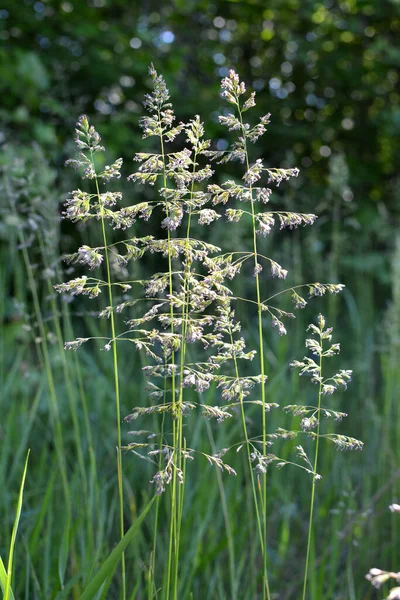 Çayırlarda, yabani otların arasında Poa büyüyor..