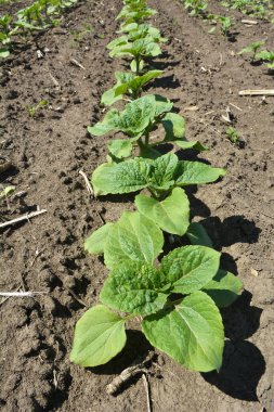 Baharda bir çiftlik tarlasında ayçiçeği yetişir..