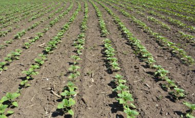 Baharda bir çiftlik tarlasında ayçiçeği yetişir..