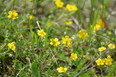 İlkbaharda, doğada potansiyel büyür.