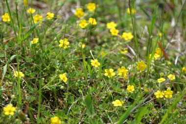 İlkbaharda, doğada potansiyel büyür.