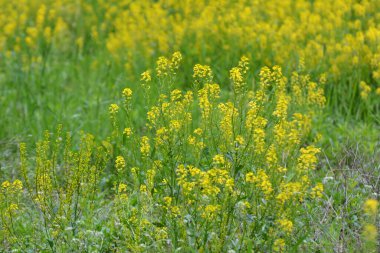 Yabani şalgam (Barbarea vulgaris) otlar arasında doğada çiçek açar.