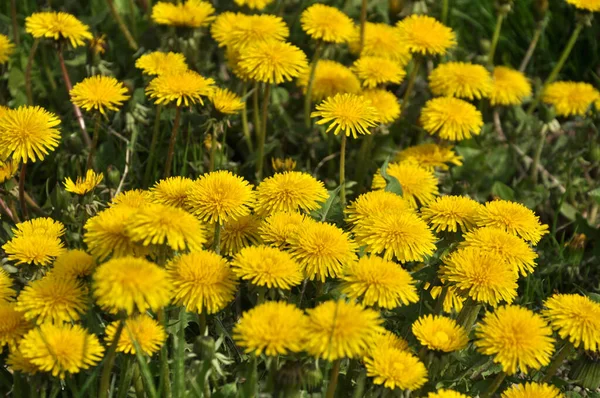 Dente Leão Taraxacum Officinale Cresce Natureza Primavera — Fotografia de Stock