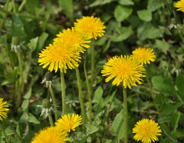 Karahindiba (Taraxacum officinale) baharda vahşi doğada yetişir.