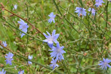 Chicory (Cichorium intybus) yazın vahşi doğada çiçek açar