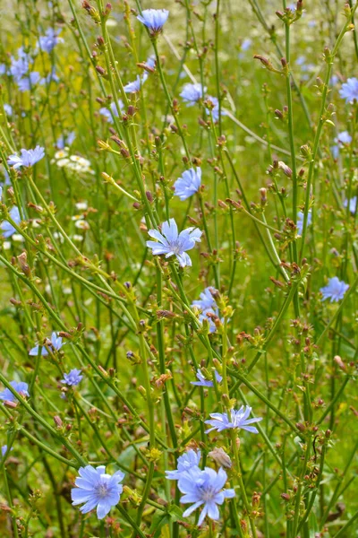 Цикорій Цвіте Дикій Природі Влітку — стокове фото