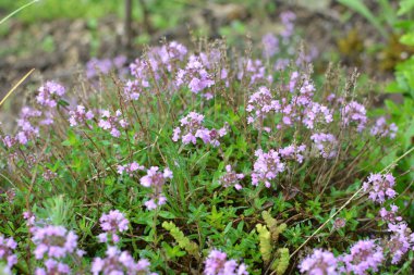 Kekik (Thymus serpilllum) yazın vahşi doğada açar.