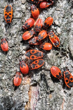 Pyrrhocoris apterus kolonisi vahşi doğada bir ağaç gövdesinde.