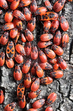 Pyrrhocoris apterus kolonisi vahşi doğada bir ağaç gövdesinde.