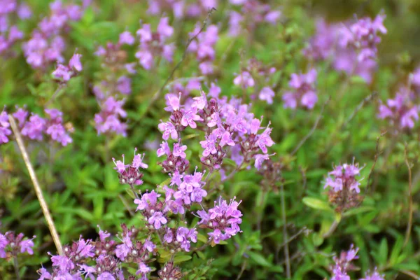 Thymian Thymus Serpyllum Blüht Sommer Freier Wildbahn — Stockfoto