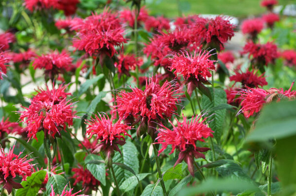 In summer in the garden red flowers in bloom monarda 