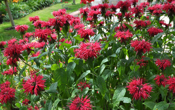 In summer in the garden red flowers in bloom monarda 