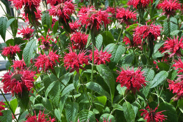 In summer in the garden red flowers in bloom monarda 
