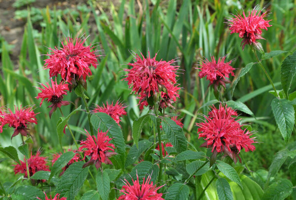 In summer in the garden red flowers in bloom monarda 