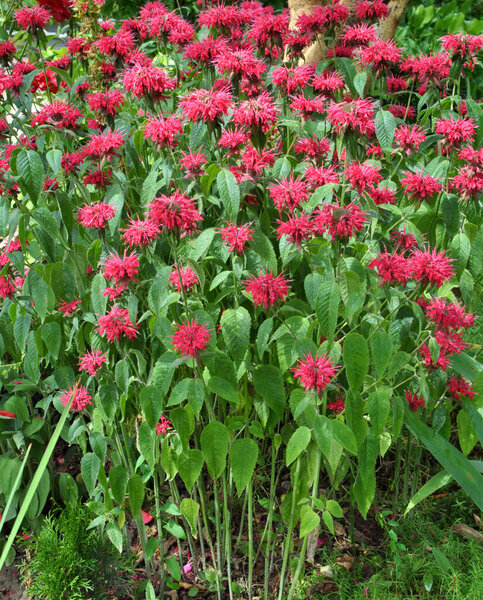 In summer in the garden red flowers in bloom monarda 