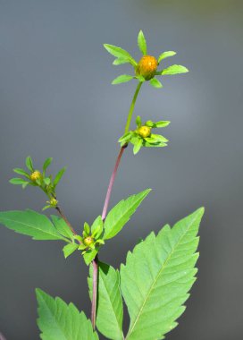 Vahşi doğada çimler büyür.