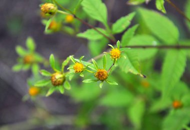 Vahşi doğada çimler büyür.