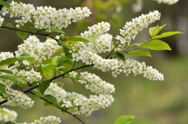 İlkbaharda, kuşkiraz ağacı (Prunus padus) doğada büyür ve çiçek açar.