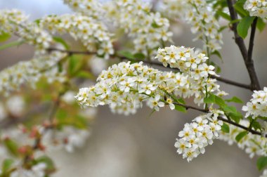 İlkbaharda, kuşkiraz ağacı (Prunus padus) doğada büyür ve çiçek açar.