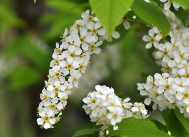 İlkbaharda, kuşkiraz ağacı (Prunus padus) doğada büyür ve çiçek açar.