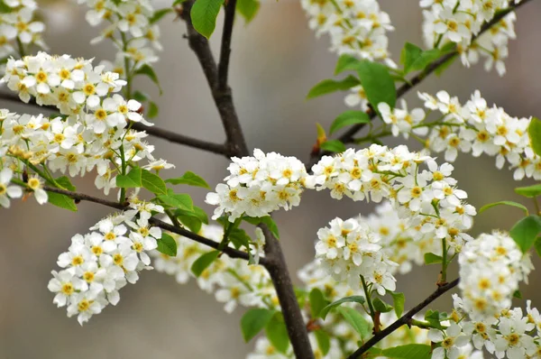 Frühling Wächst Und Blüht Der Vogel Kirschbaum Prunus Padus Der — Stockfoto