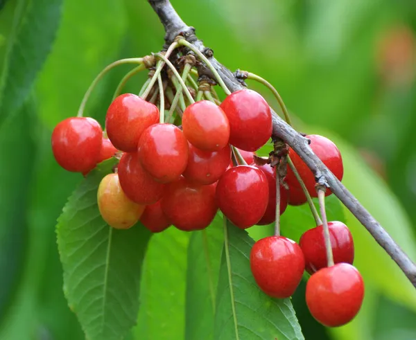 Gałęzi Drzewa Dojrzałe Czerwone Jagody Czereśnia Prunus Avium — Zdjęcie stockowe