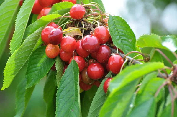 Гілці Дерева Стиглі Червоні Ягоди Солодкої Вишні Prunus Avium — стокове фото