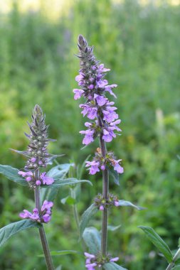 Stachys Palustris yabani otların arasında büyür.