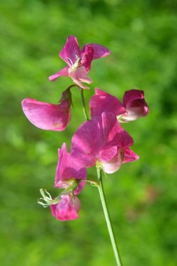 Yazın, Lathyrus tüberosus tarladaki otların arasında yetişir.