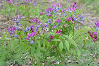 Ormanda ilkbahar çiçek açar Lathyrus vernus