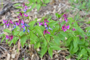 Ormanda ilkbahar çiçek açar Lathyrus vernus