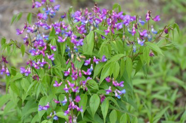 Ormanda ilkbahar çiçek açar Lathyrus vernus