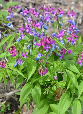 Ormanda ilkbahar çiçek açar Lathyrus vernus