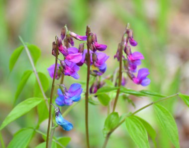 Ormanda ilkbahar çiçek açar Lathyrus vernus