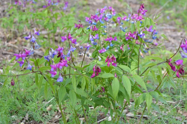 Wiosna Dziczy Lesie Kwitnie Lathyrus Vernus — Zdjęcie stockowe
