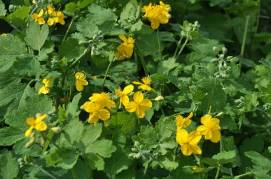 Çelidonyum majus yaprakları ve sarı çiçekleri vahşi doğada yetişiyor.