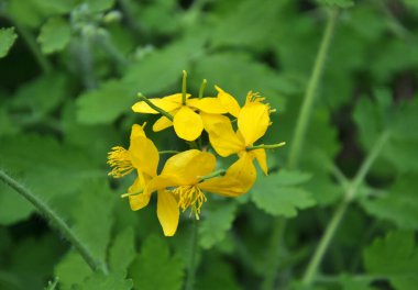 Çelidonyum majus yaprakları ve sarı çiçekleri vahşi doğada yetişiyor.
