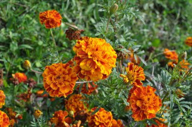 Çiçek tarlasında çalılar çiçek açar (tagetes) - Paskalya ailesinin yıllık bitkisi
