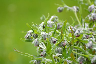 Vahşi doğada, Cynoglossum otlar arasında çiçek açar.