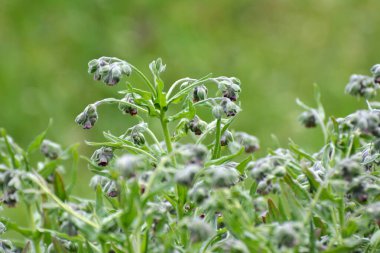 Vahşi doğada, Cynoglossum otlar arasında çiçek açar.