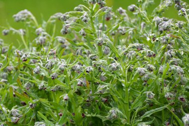 Vahşi doğada, Cynoglossum otlar arasında çiçek açar.