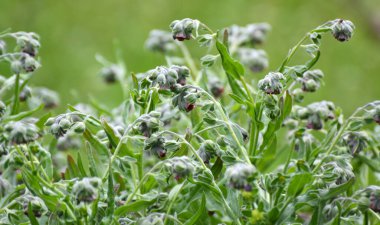 Vahşi doğada, Cynoglossum otlar arasında çiçek açar.
