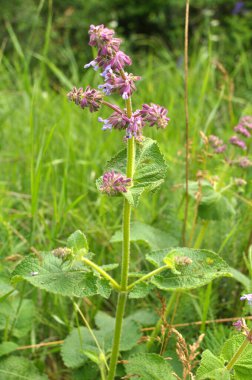 Vahşi doğada, Salvia verticillata otları arasında çiçek açar.