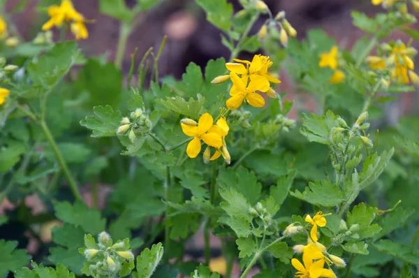 Chelidonium Majus Con Hojas Flores Amarillas Creciendo Naturaleza —  Fotos de Stock